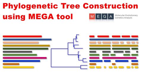 mega phylogenetic tree|mega tool for phylogenetic analysis.